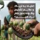 اعتیاد به تریاک و علائم تشخیص اعتیاد – چگونه بدون خطر ترک کنیم؟